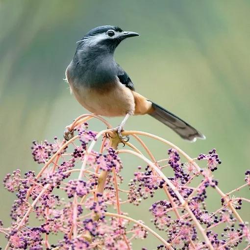 百鸟图全图高清大图,百鸟图大全