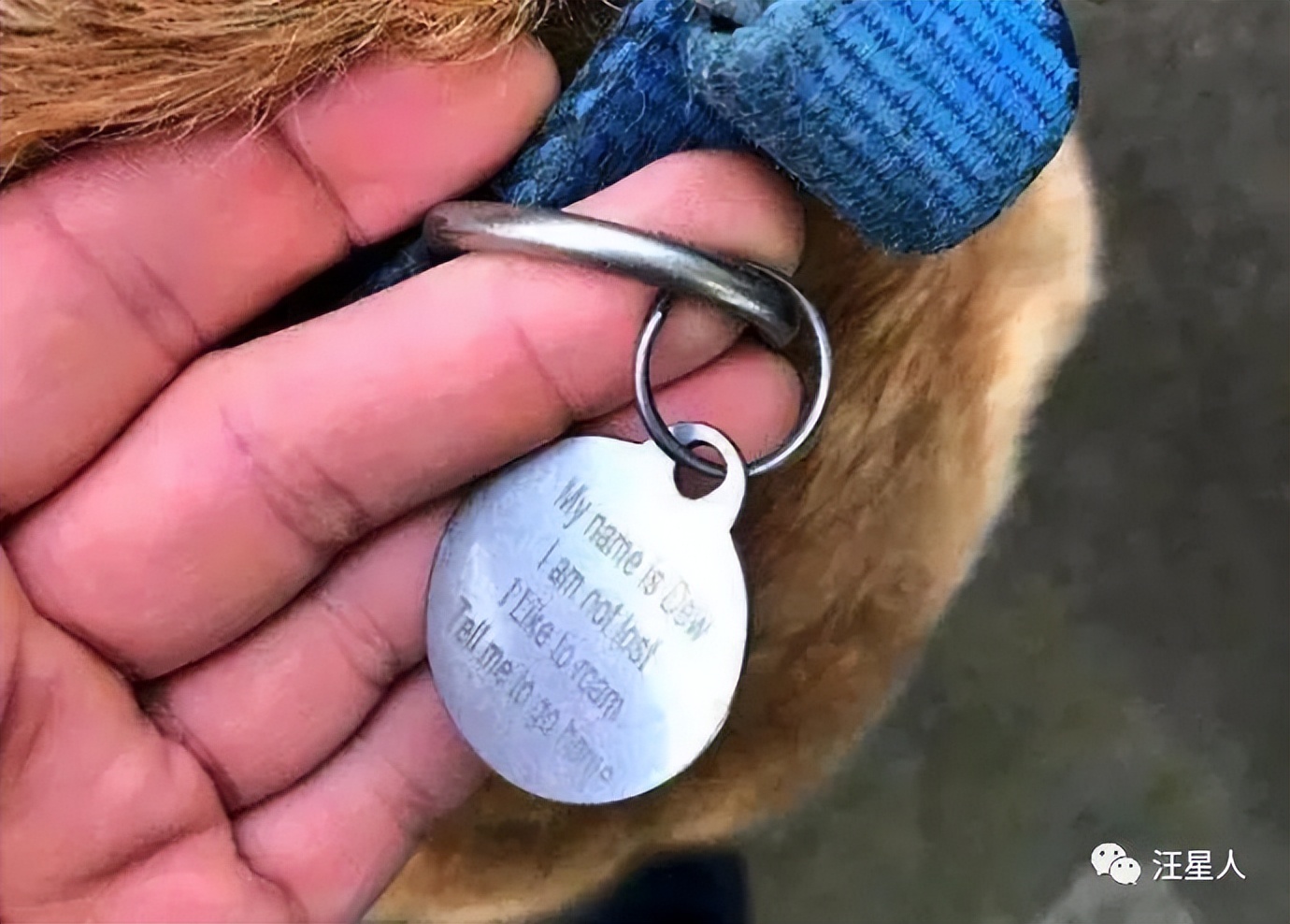 小哥在路上捡到了一个流浪猫,捡到走丢的拉布拉多