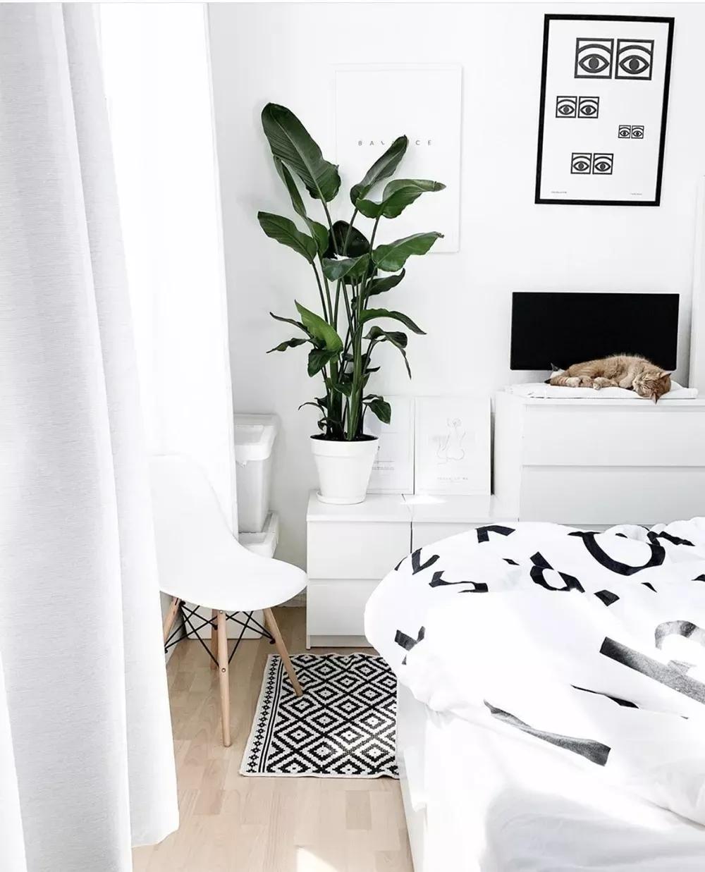 客厅实用盆栽植物有哪些,客厅一般放什么植物盆栽比较好