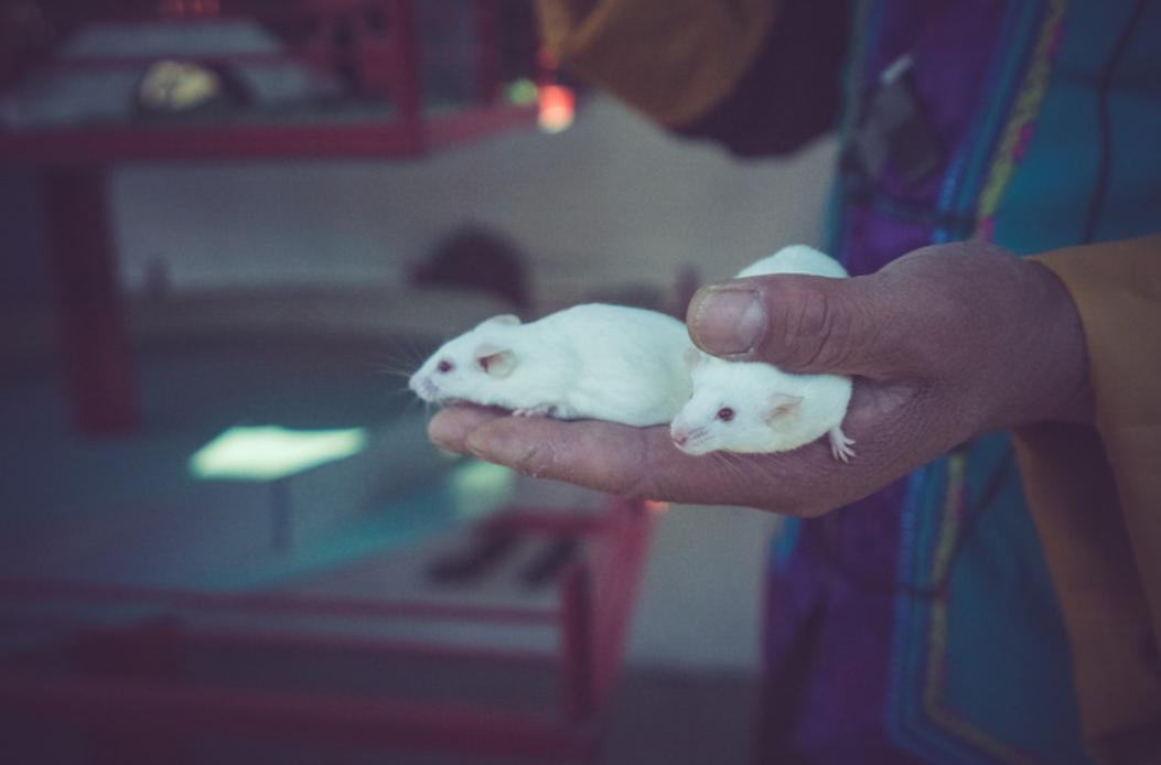 美国8只白鼠进入乐园,美国将8只白鼠放进乐园