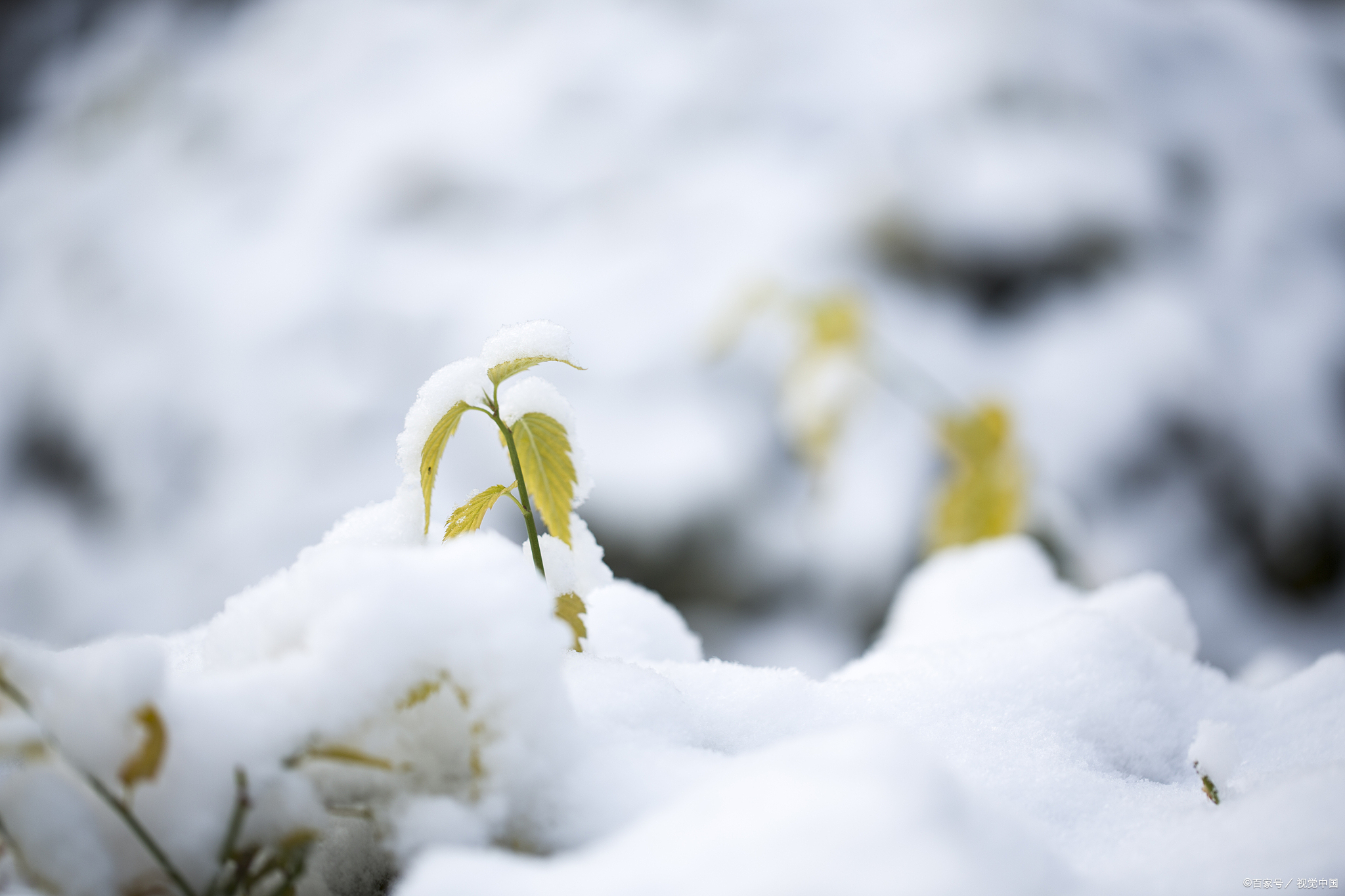 增广贤文中劝人珍惜当下,增广贤文人生若如初相见