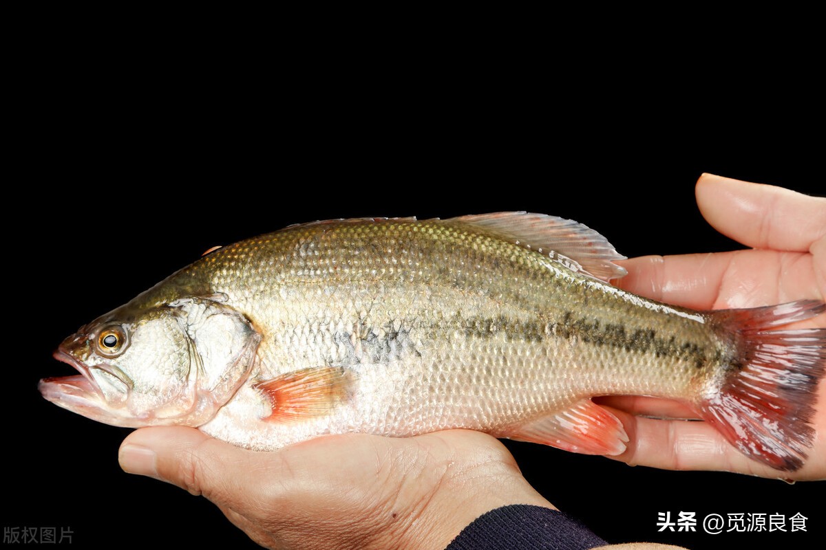 鲈鱼大肚子是什么问题,买鲈鱼挑大肚子还是小肚子