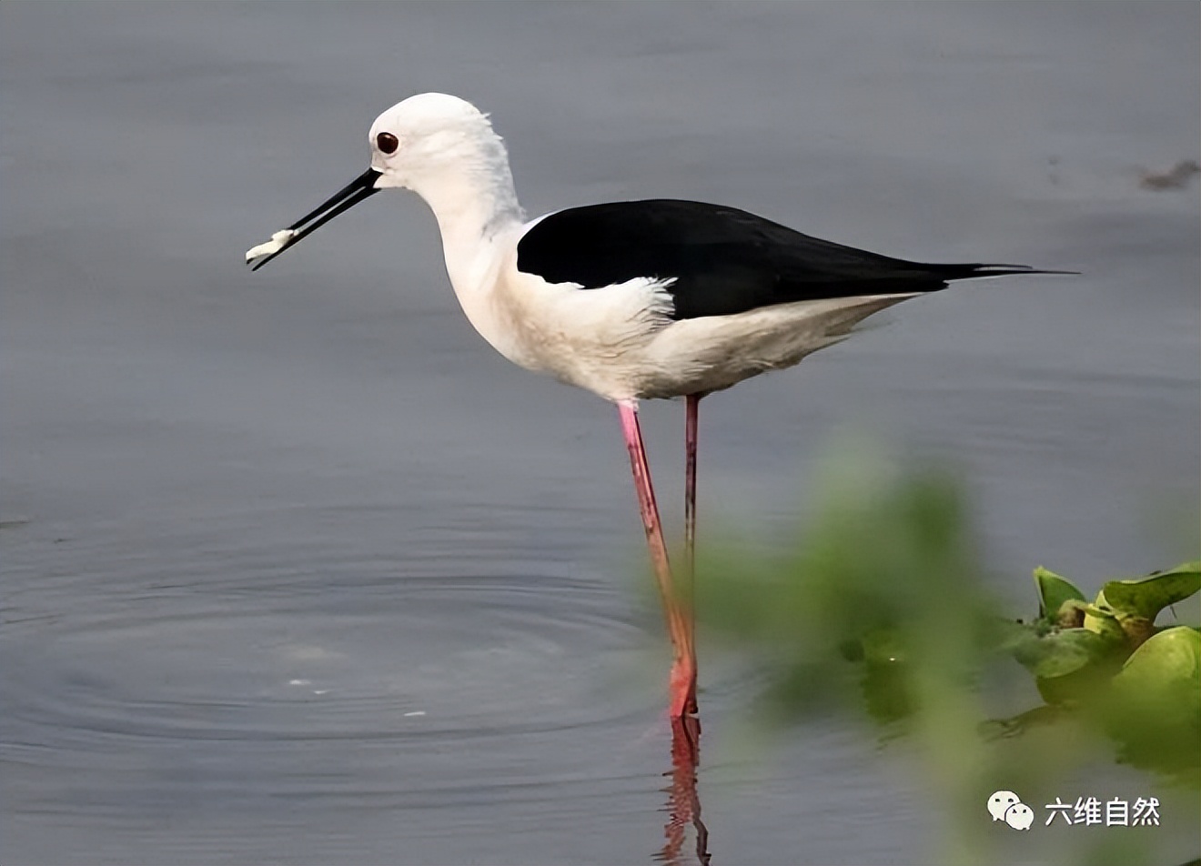 现实版鹬蚌相争蚌夹住小鸟脚,现实版鹬蚌相争河蚌夹住小鸟脚