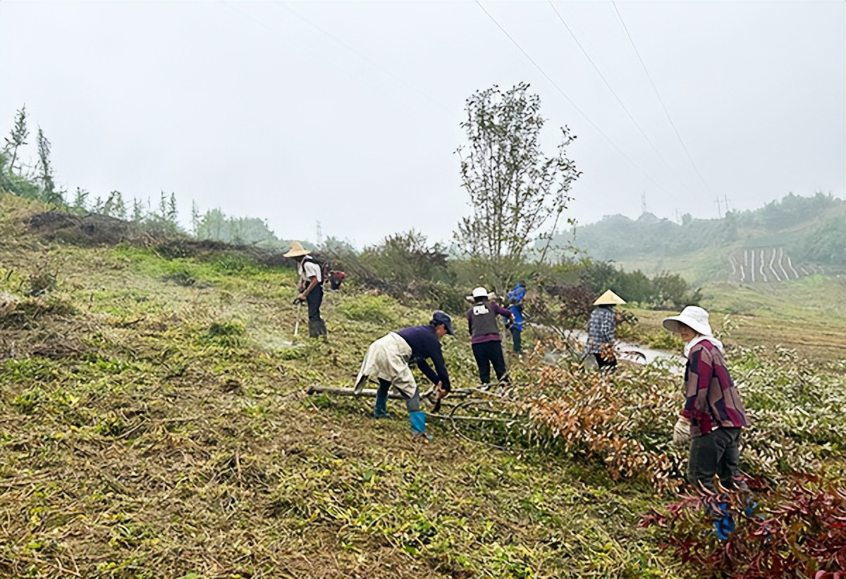 复耕复种撂荒地盘活打造致富田,撂荒地致富