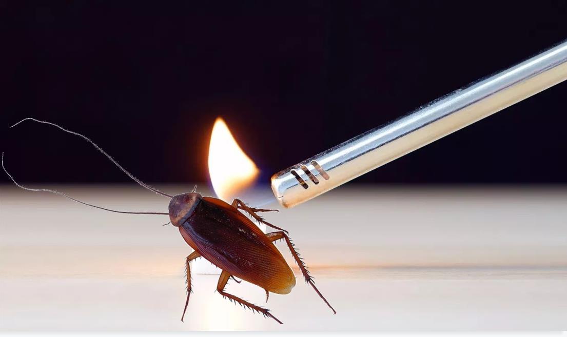 蟑螂为什么生命力顽强踩了都不死,蟑螂为什么踩死后第二天不见了