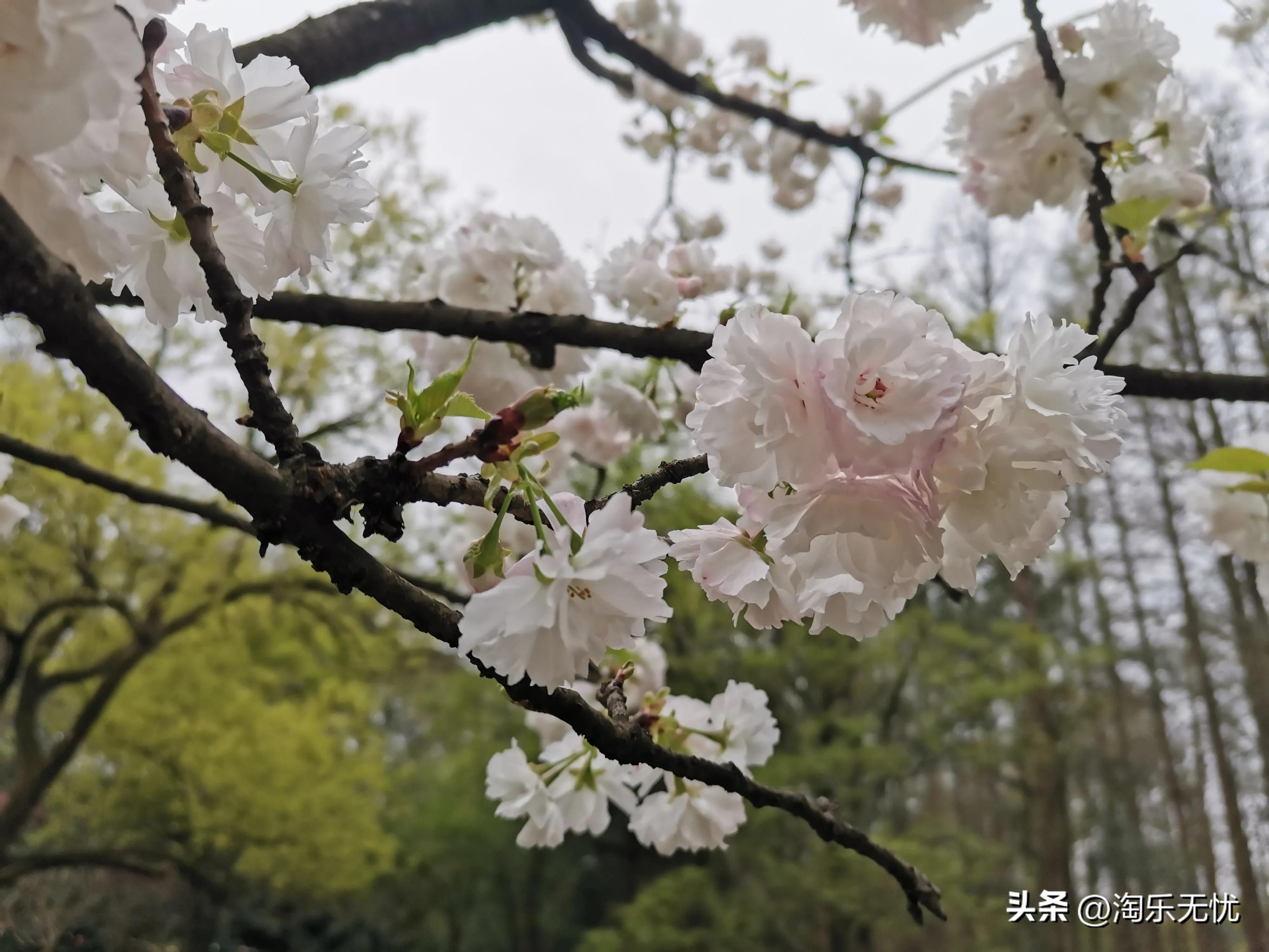 来杭州不要错过紧邻雷峰塔和苏堤的太子湾公园花展！#赏花地图