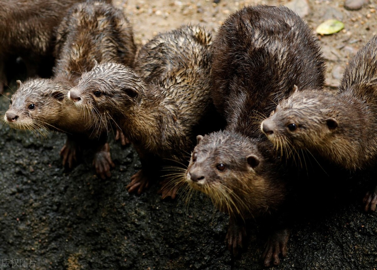 新加坡夜间野生动物园,新加坡野生动物园哪些值得看