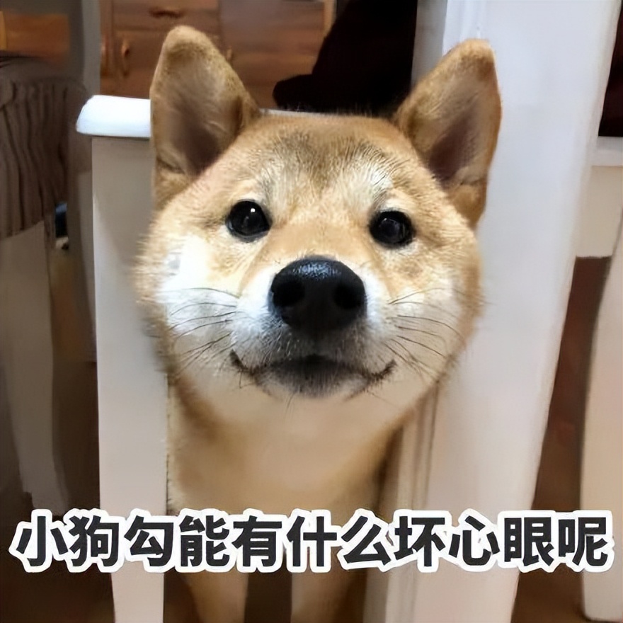 养狗首选这5种狗忠诚又好养,新手养狗适合养什么狗基础知识