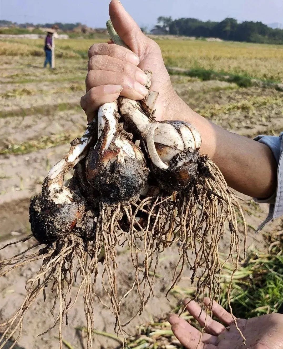 地标馆|水沉为骨玉为肌不“装蒜”的水仙花是真正的水中仙