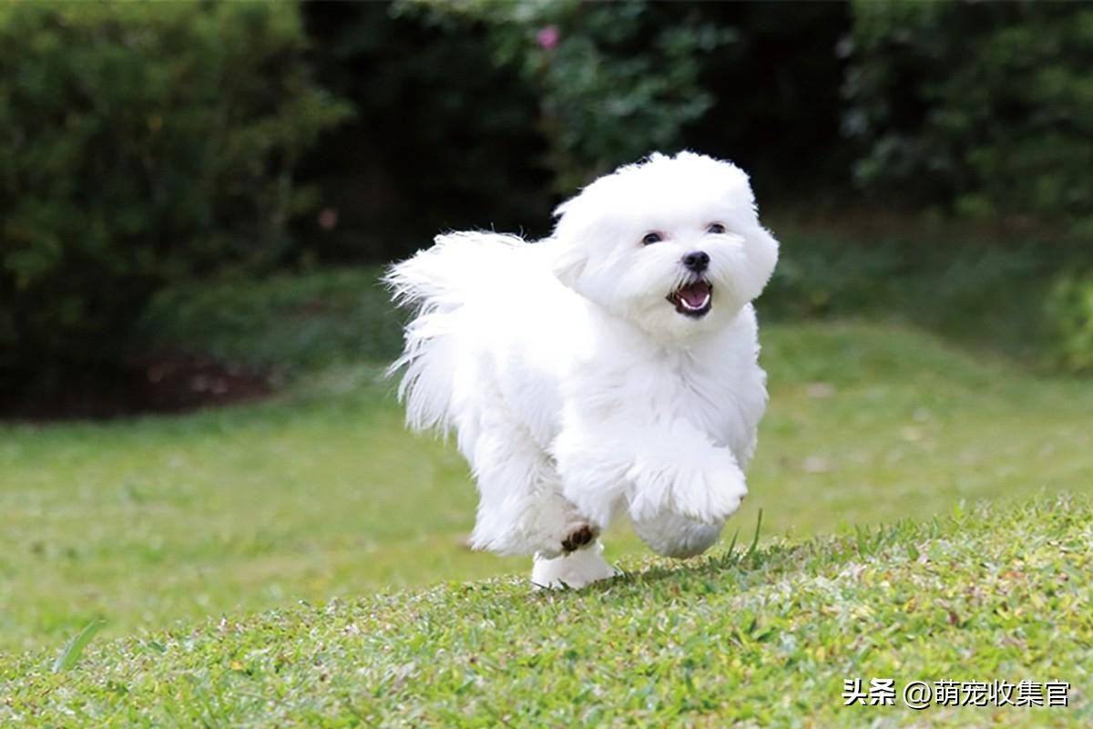 女生第一次养狗适合养什么中型狗,新手女生适合养什么狗
