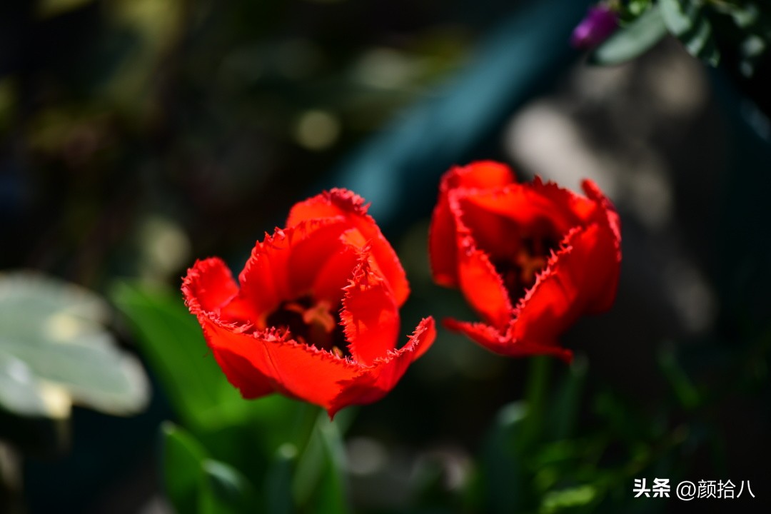 河马花园最耐阴植物,最漂亮的花园里的郁金香