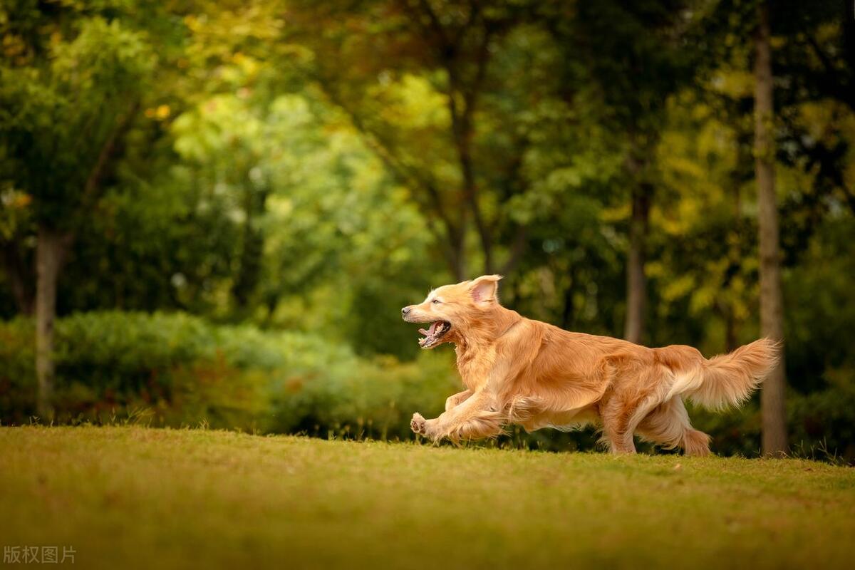 如何有效处理狗狗脱发问题？