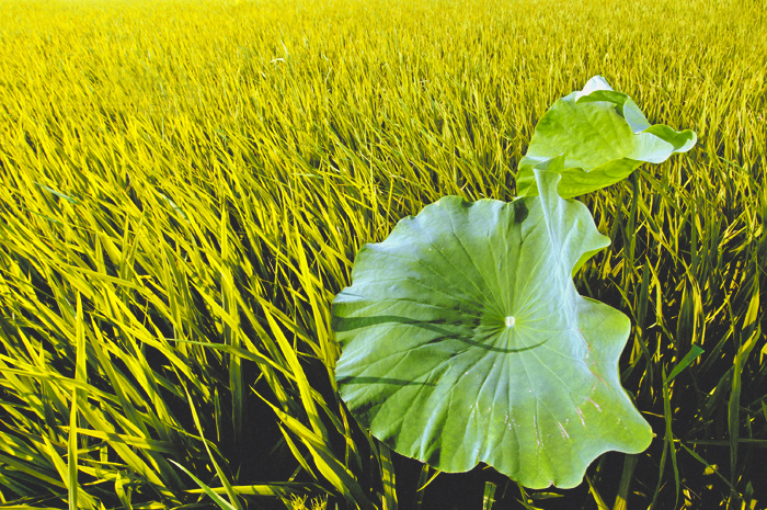 读马语者的感悟,一分钟看懂一幅摄影作品