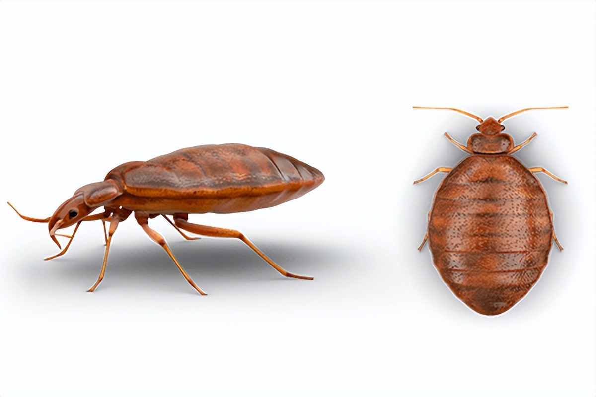 家里有臭虫怎么才能快速彻底消灭,怎么才能把家里的臭虫彻底消灭