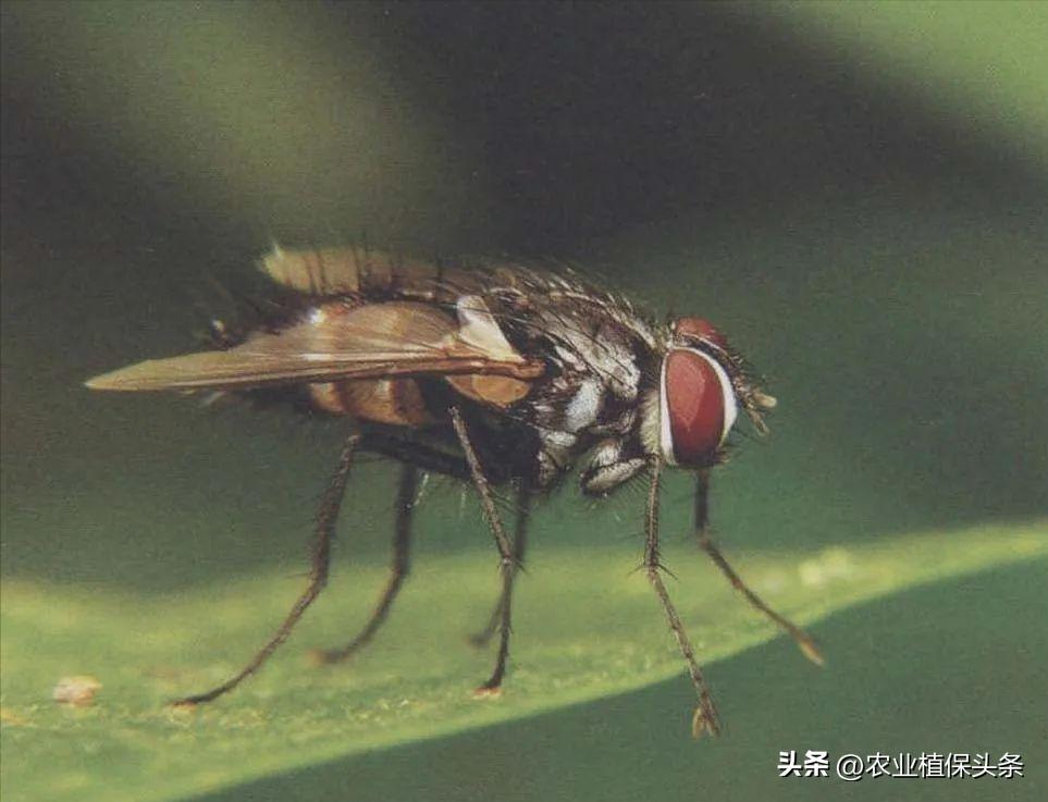 病虫害防治之昆虫外部形态小结,农作物常见害虫防治