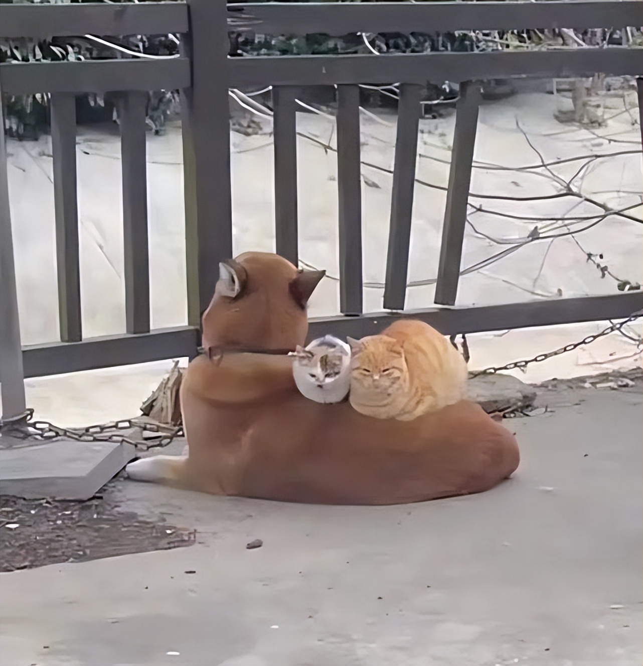 冬季猫咪取暖好物，你pick哪个？