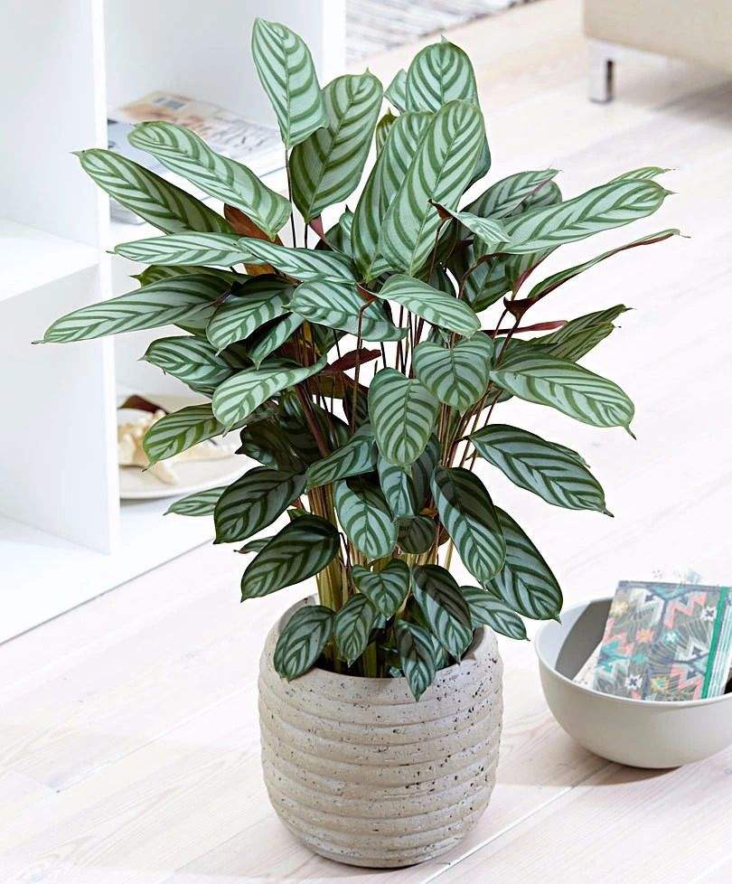 家居必备的几款高颜值中大型绿植,40款超治愈的家居绿植