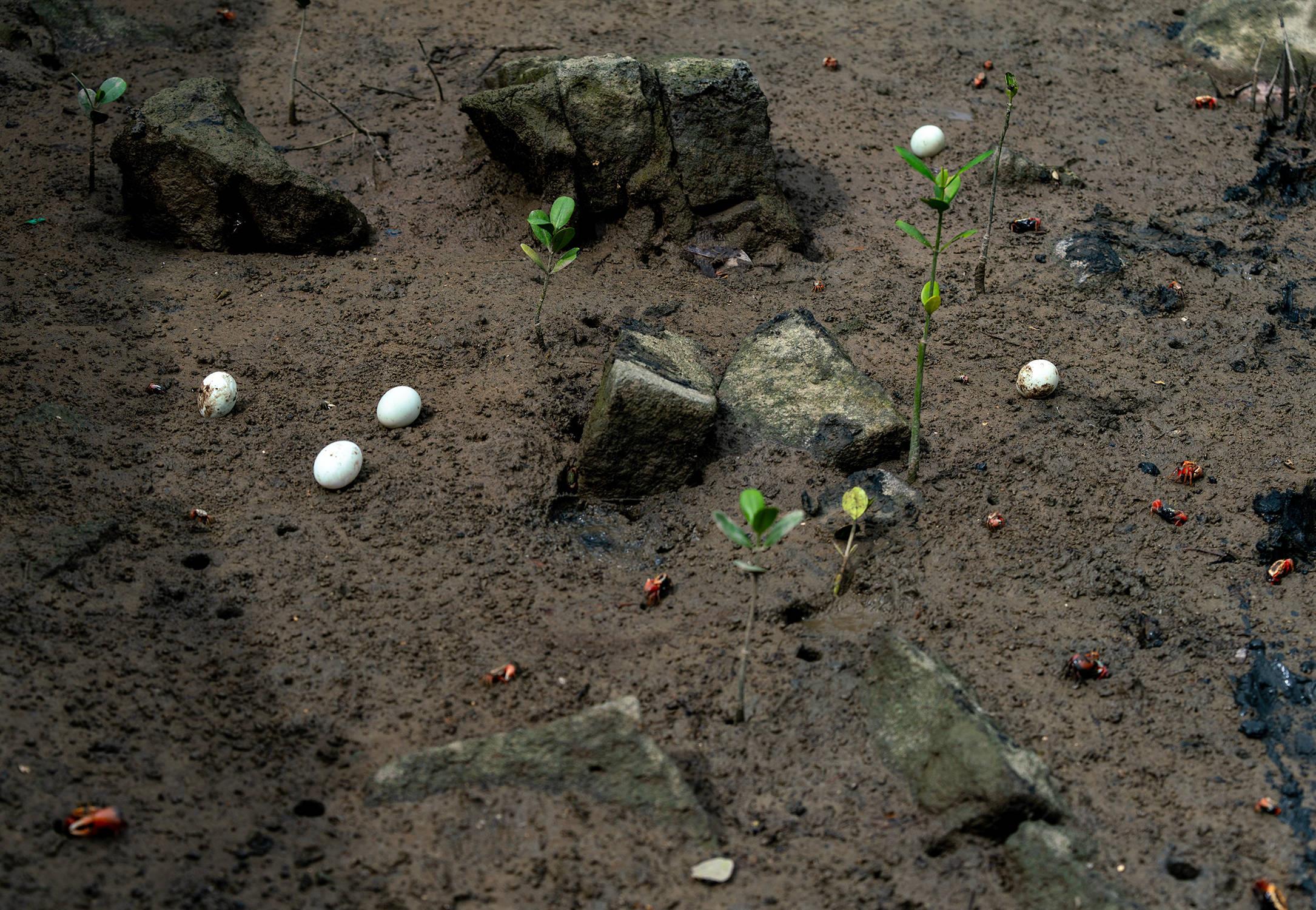湛江海鸭蛋有什么好吃的,雷州半岛海鸭蛋
