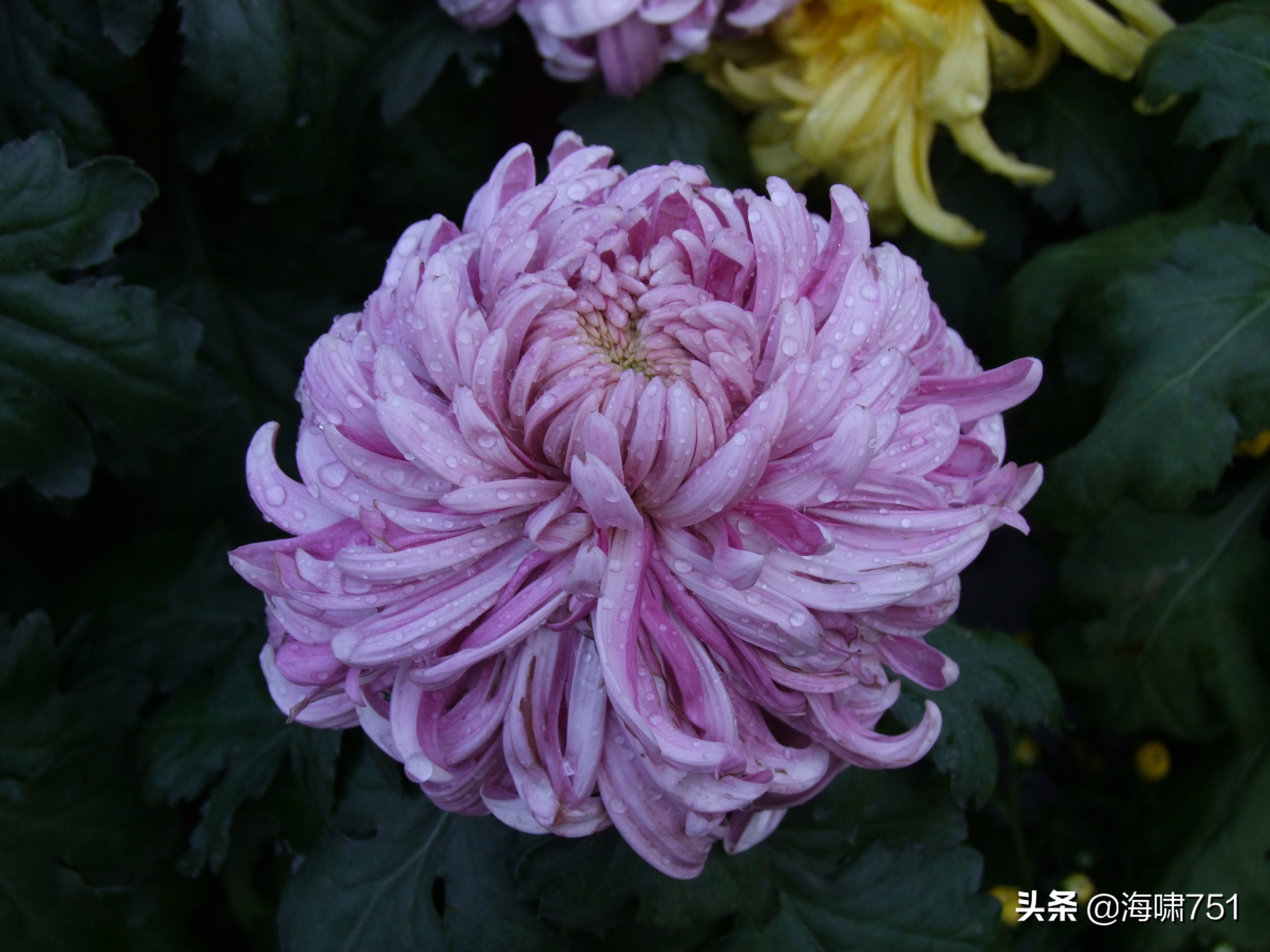 黄花岗公园开放时间,黄花岗公园停车