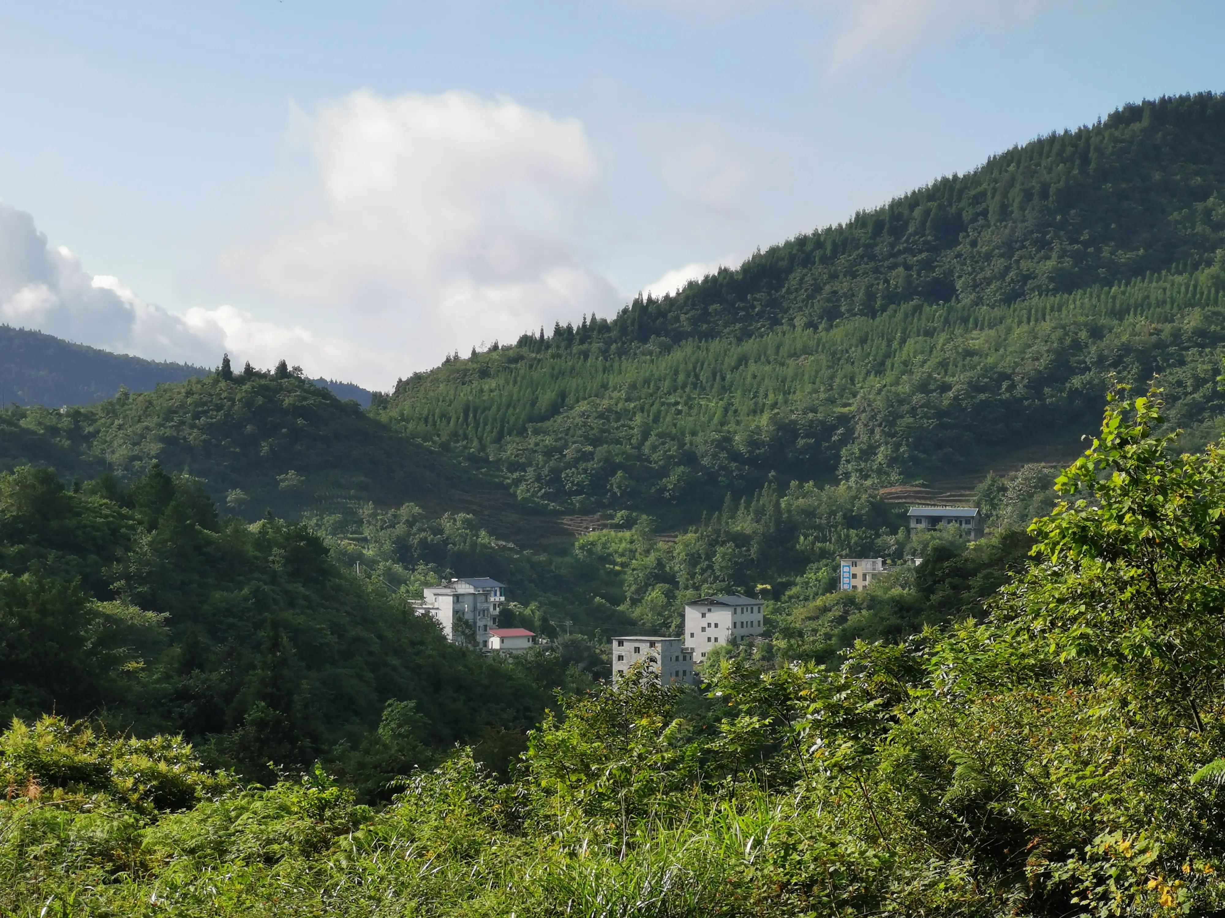 桐梓楚米避暑海拔高的地方,贵州桐梓楚米避暑哪家好