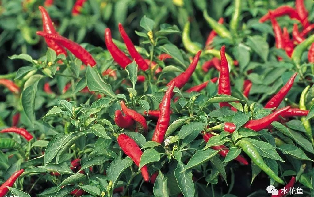 12种水产病害防治,你对水产动物病害的初步认识