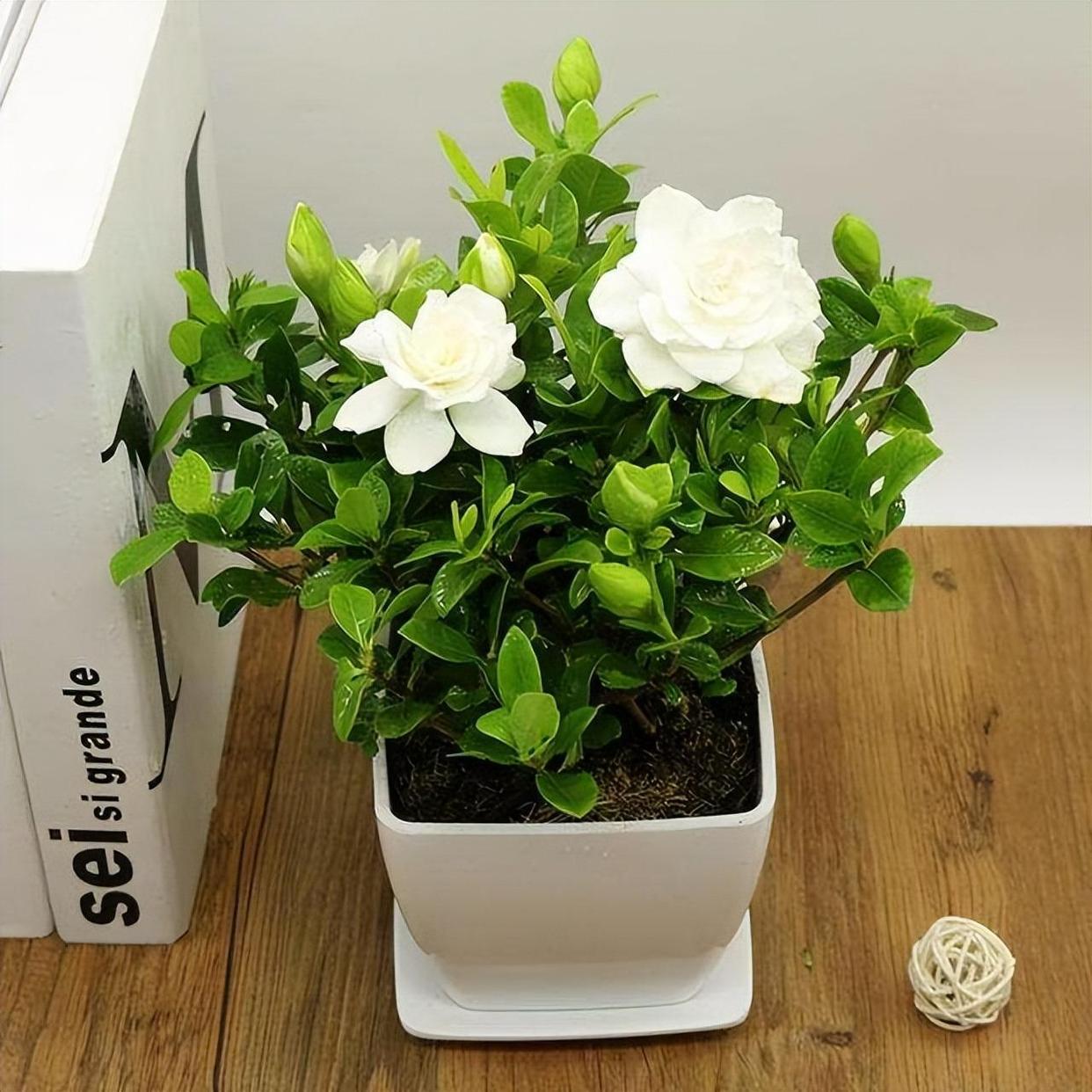 适合在客厅养的香花,家里客厅适合养什么花植物排行榜