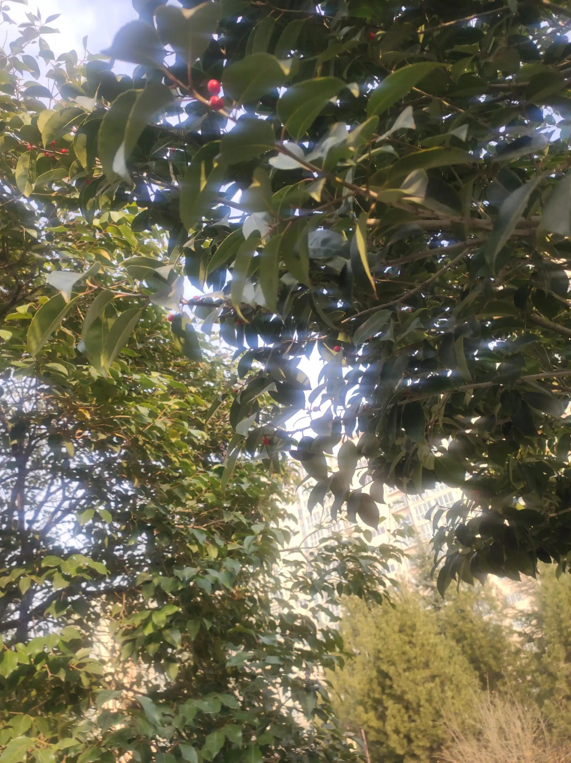 明月当空洒银玉解释,明月当空照下一句是啥