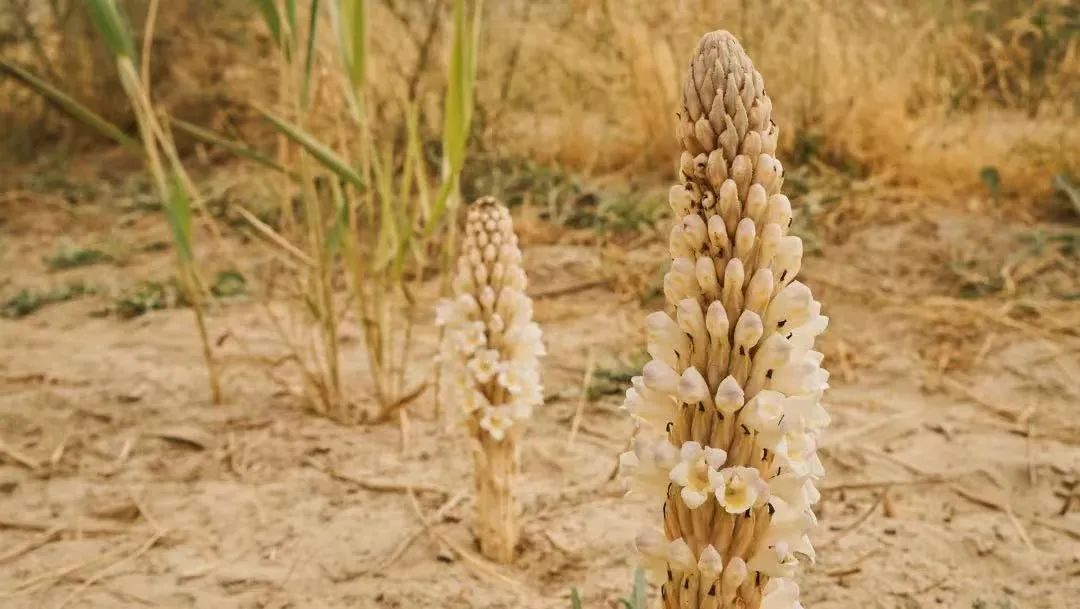 草际风来作药香寻找中国好营养