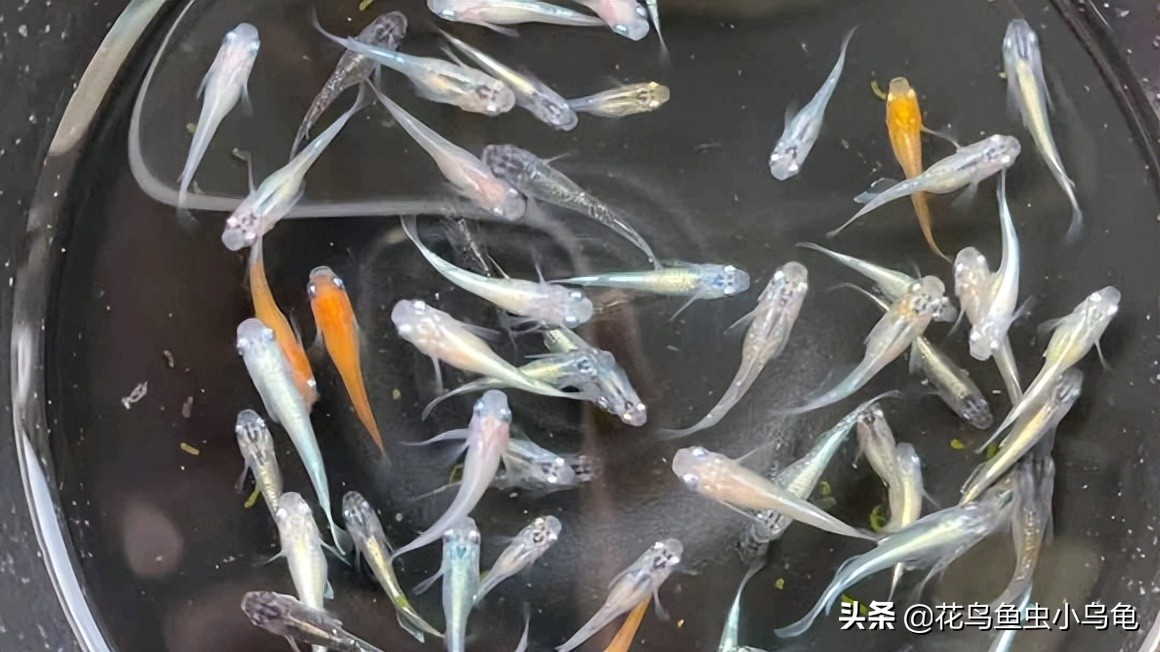 观背青鳉孵化出来需要和卵分开吗,观背青鳉从卵孵化到长大需要多久