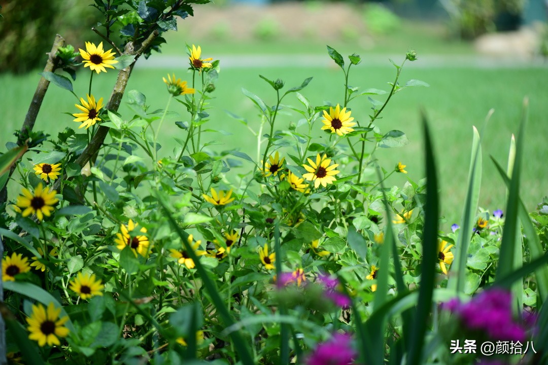 光辉岁月向日葵单朵花能开多少天,光辉岁月向日葵开花效果