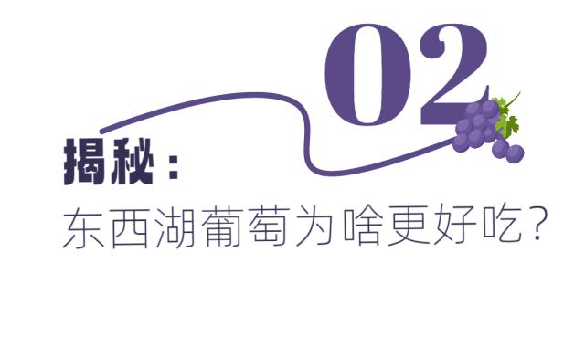 东西湖径河摘葡萄,周末来东西湖钓鱼摘葡萄