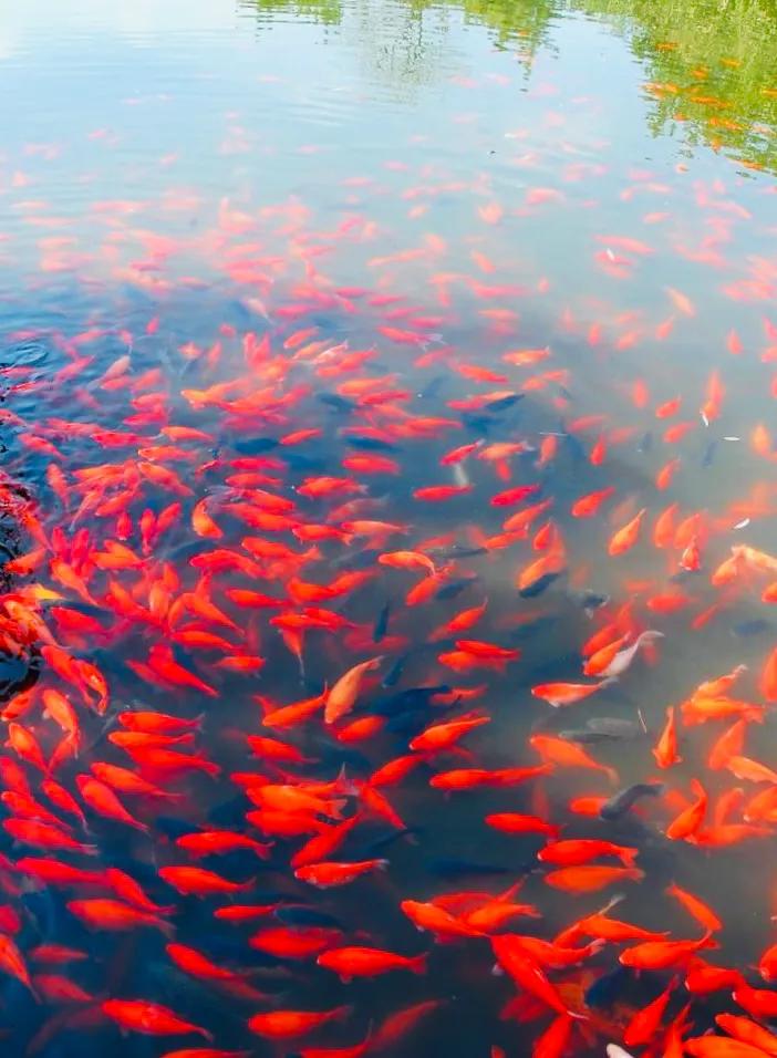 杭州西湖大雪纷飞,杭州西湖风景名胜区