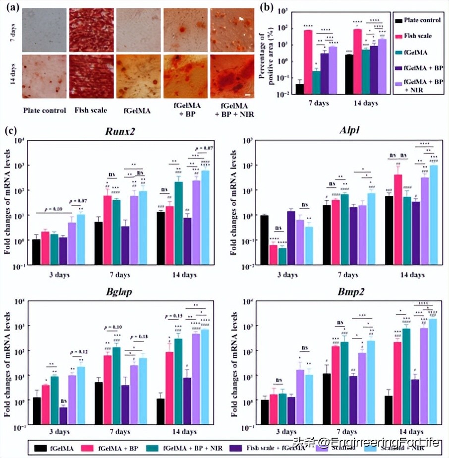 干细胞治疗脊柱,干细胞疗法真的能抗衰老吗