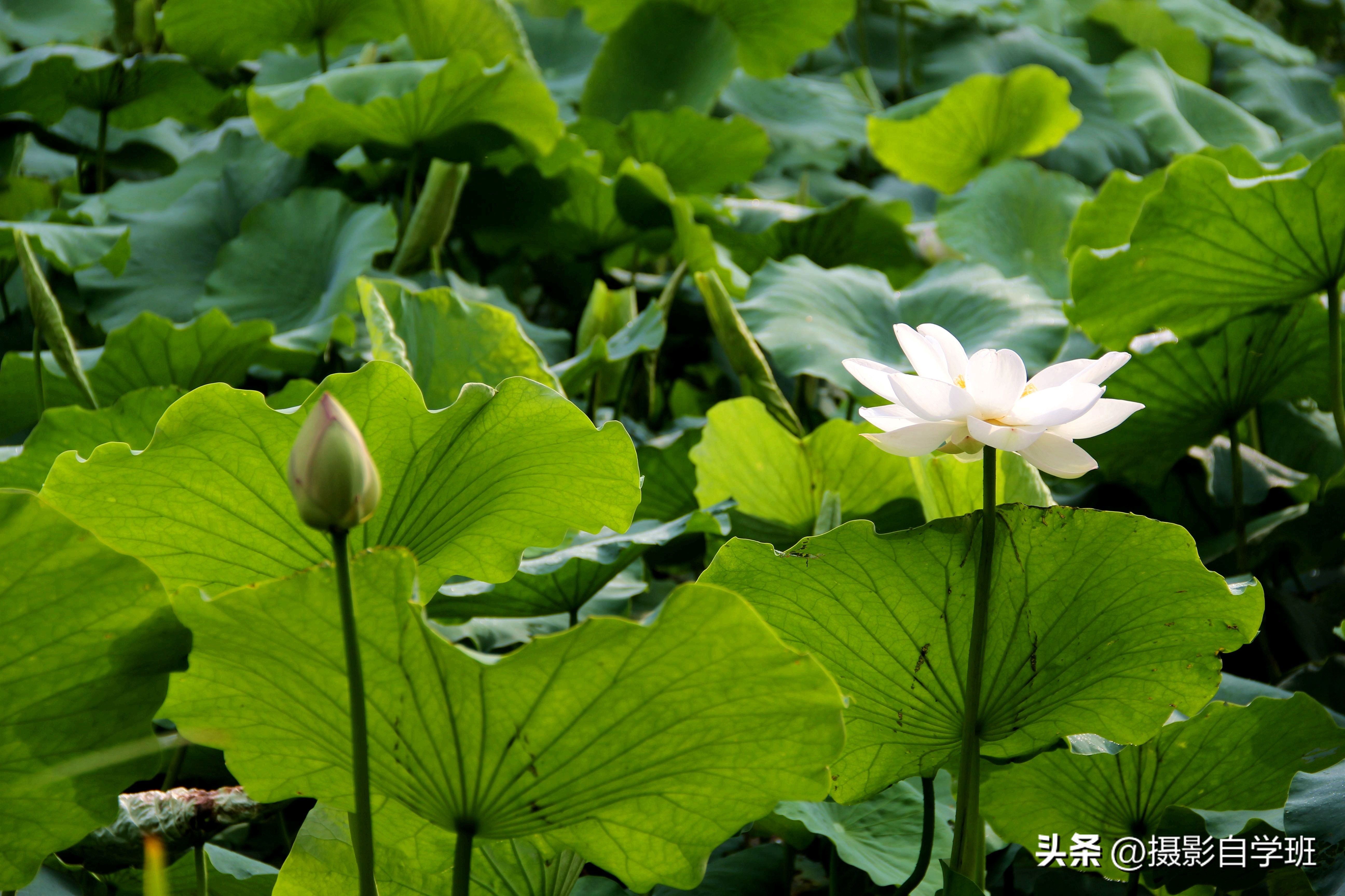 摄友投稿图片,摄友投稿旅行记录图