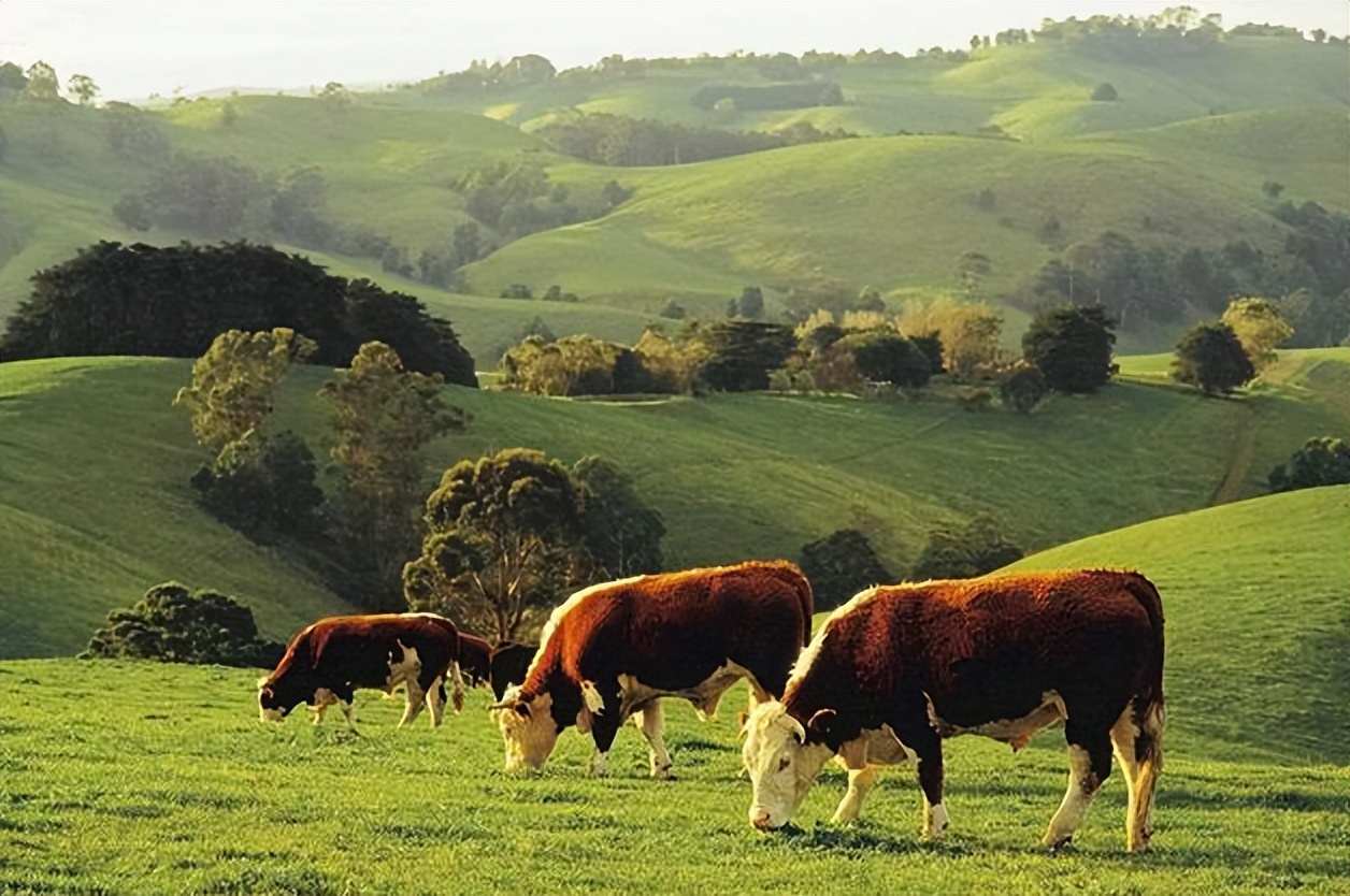 今年为什么大量进口俄罗斯牛肉,白俄罗斯进口牛肉最新价格