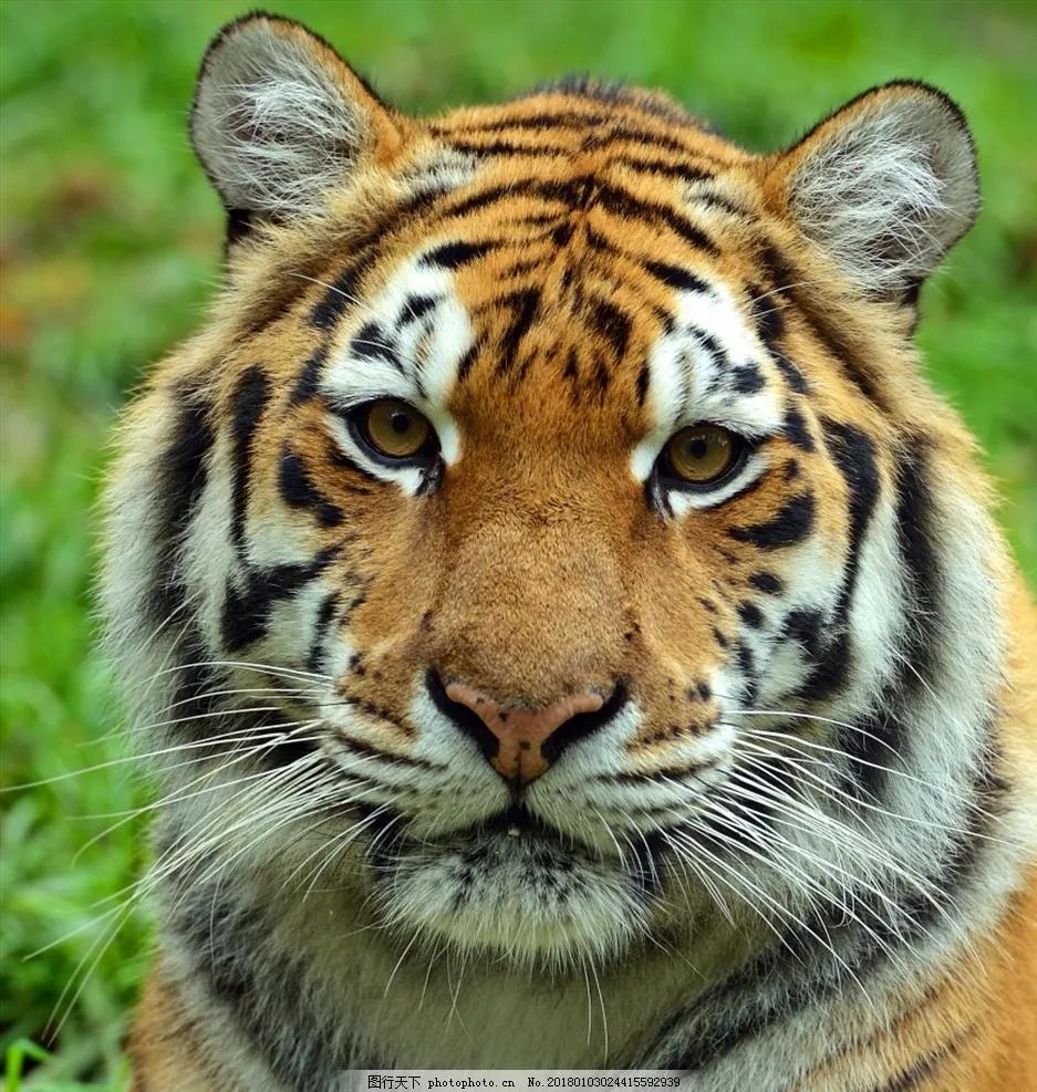 带虎的成语50个,带虎的简单成语200个