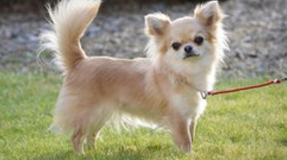 云南省土皇帝白恩培，凭借职位大肆敛财，最终落得终生监禁的下场