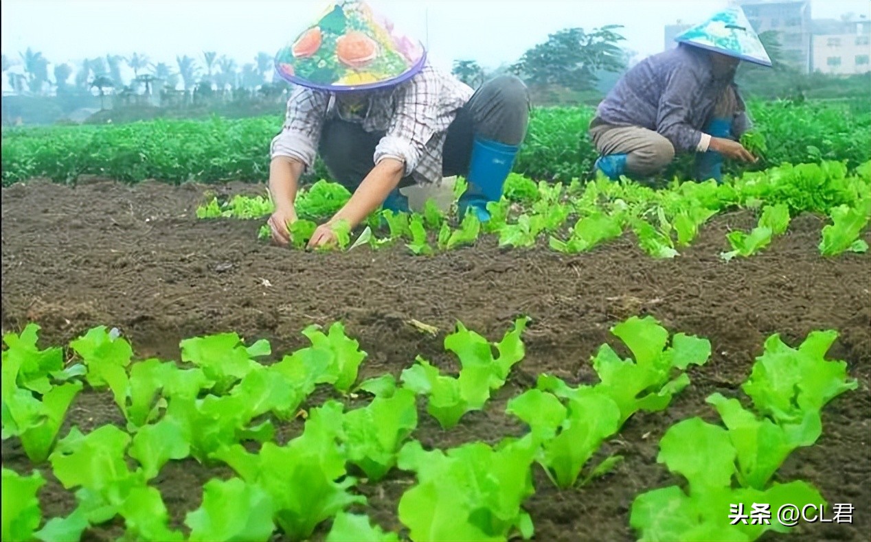 秋天种菜种植技巧,立秋后种植哪些菜最好活
