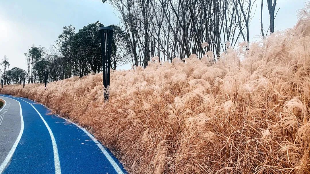 熊猫基地扩建区,熊猫基地最新扩建范围