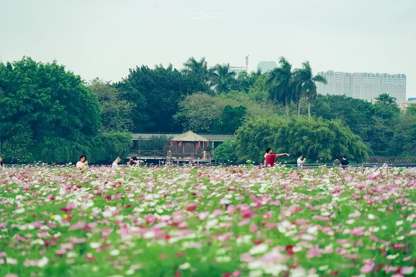 广州哪里有花海的景区,广州南沙区有哪些花海