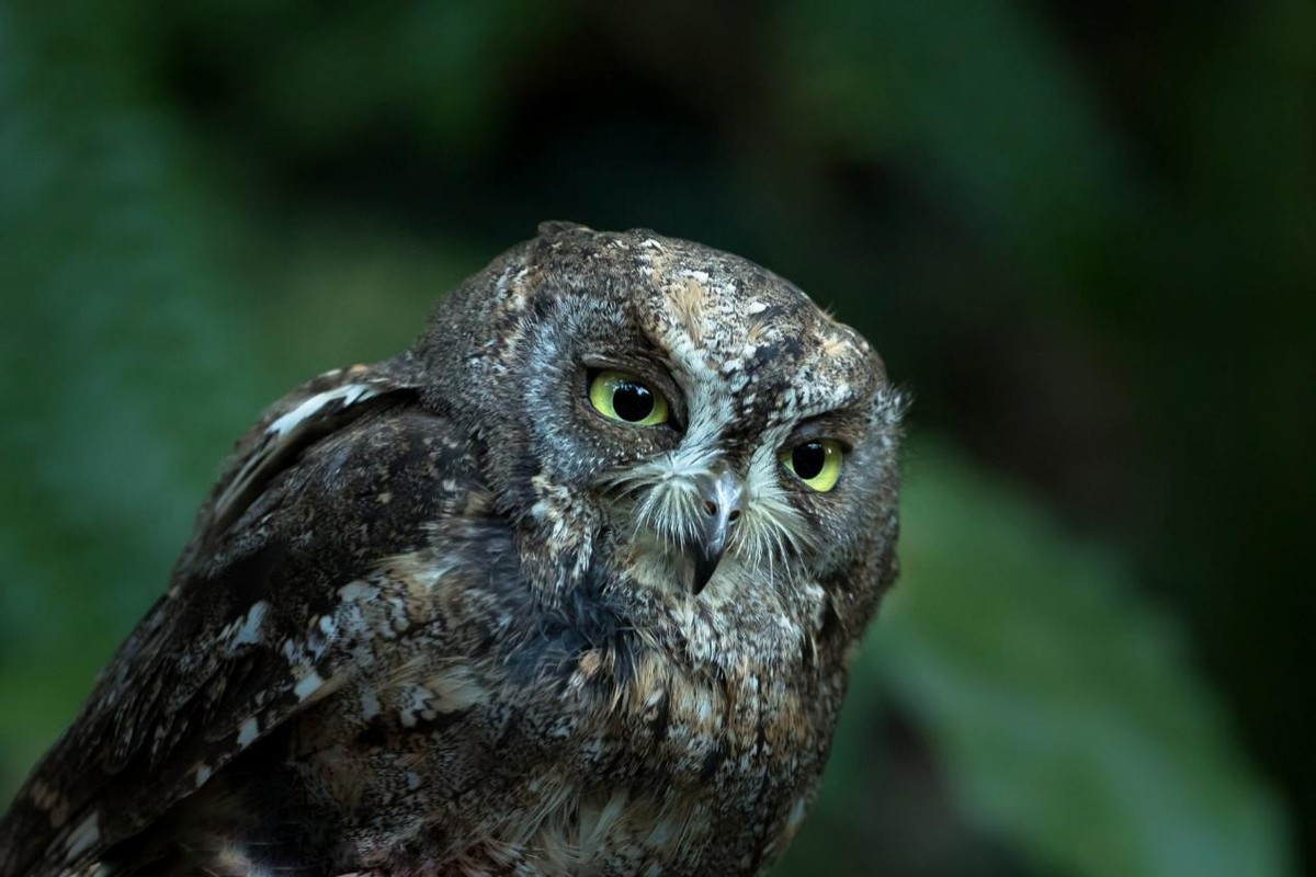 哪些鸟是猛禽,什么鸟属于猛禽