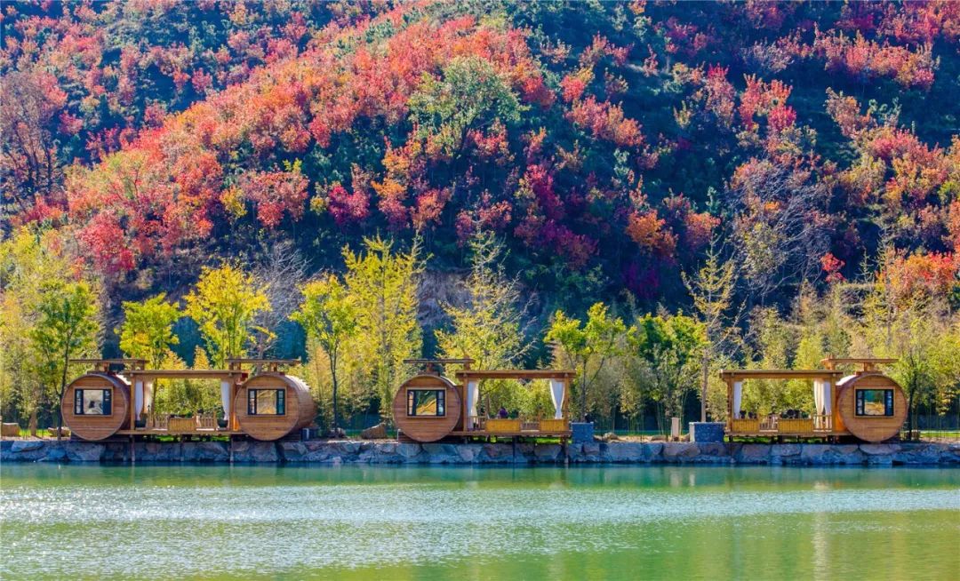 入秋济南好去处,济南秋季看花打卡地