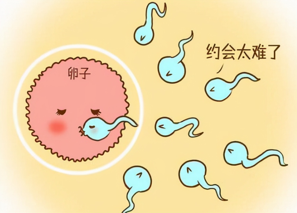 进入女性体内，没和卵子相遇的小蝌蚪去哪了？看完可不要偷笑