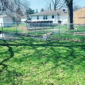 狗狗魔性舞步太洗脑,狗狗魔性跳舞