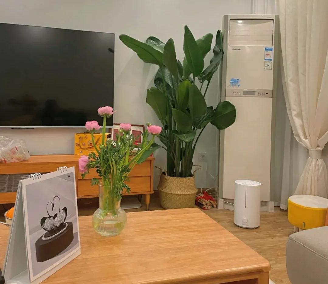 客厅放的绿植一定要一对么,客厅放绿植应该怎么放好看