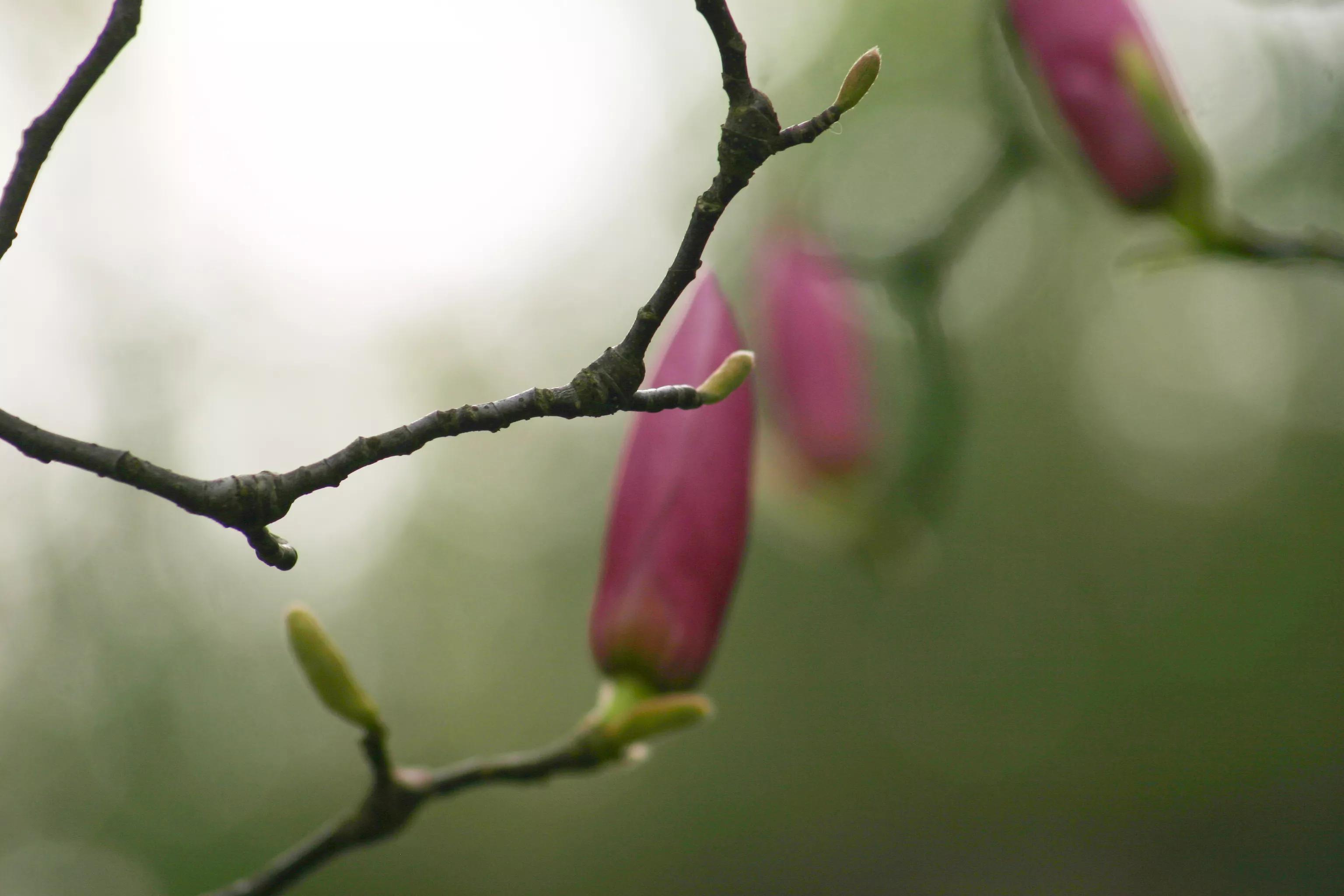 佳能入门机器能拍出好照片,佳能300d入门级