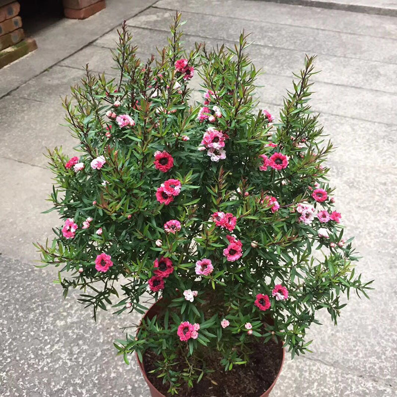 6种年宵花现在买最省钱,年宵花怎么养才旺财