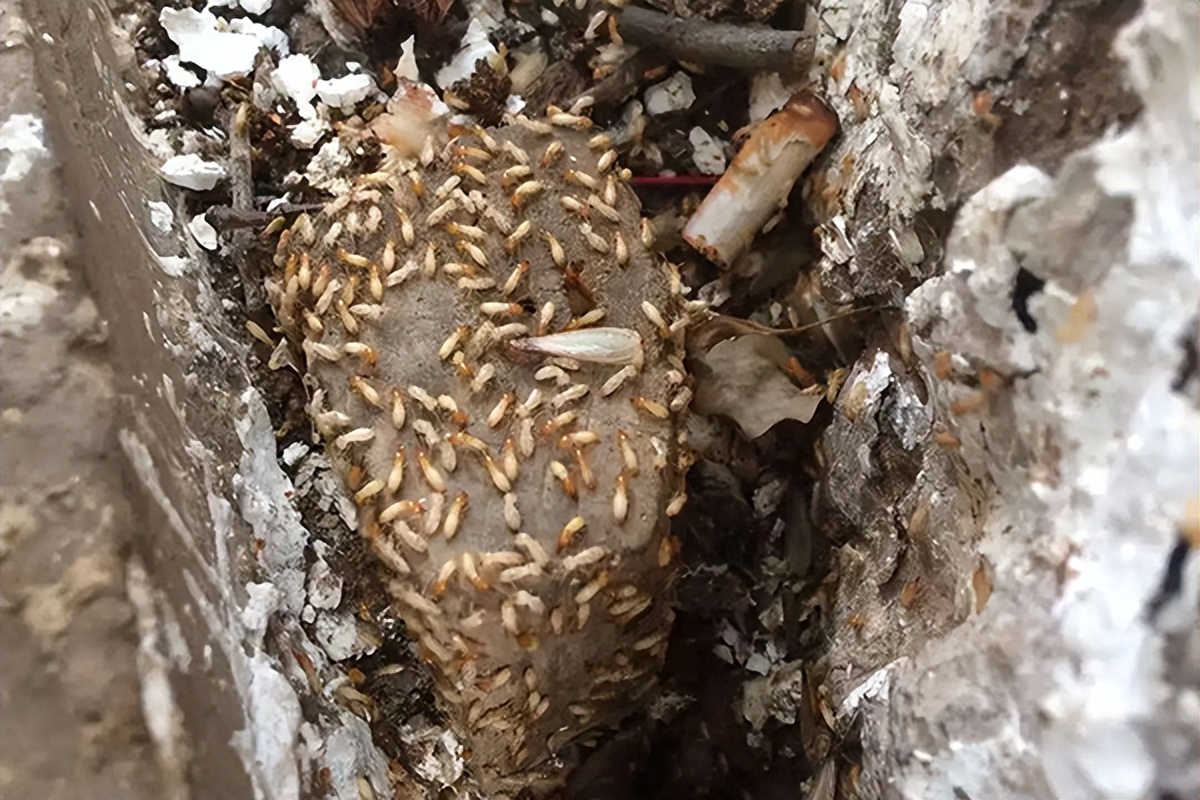 有白蚁房子拆了重建怎么防治白蚁,白蚁家里如何防治