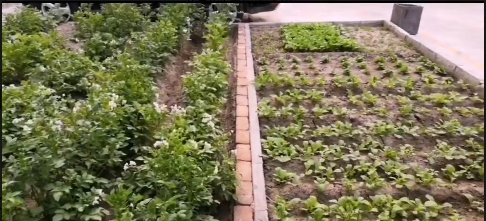 从花园到果园,花园菜园一体