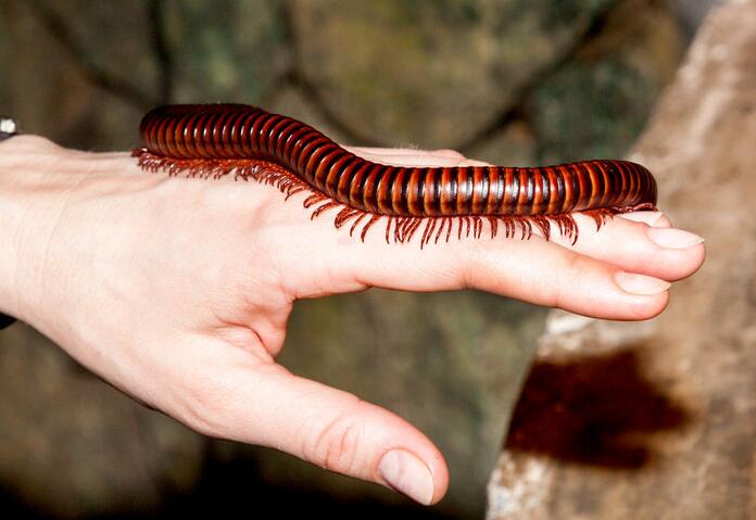 家里很多马陆虫怎么彻底消灭,院子马陆虫怎么消灭不伤小孩